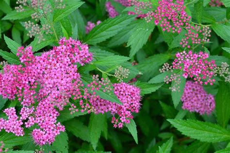 Spirea Japonica Bumalda Plantarium