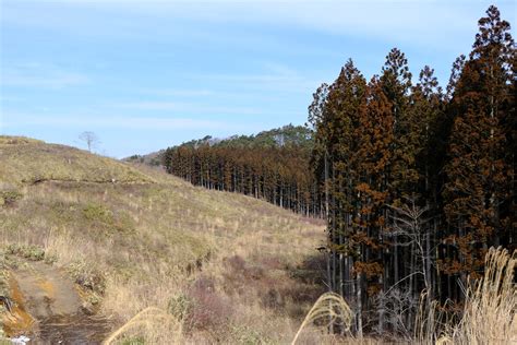 Saving Forests To Protect Coastal Ecosystems Japan Sets Historic Example