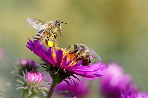 Two Bees Stock Photos Pictures And Royalty Free Images Istock