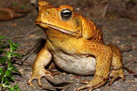 URGENT ALERT: Cane Toad Outbreak - Protect Your Pets! - Happy Pets Animal Hospital