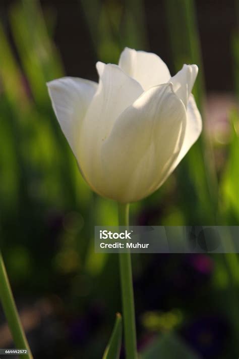 Bunte Tulpe Blume Tulpe Blume Und Grüne Blätter Hintergrund Schöne