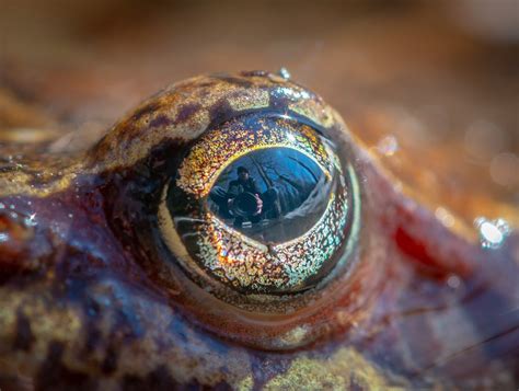 Closeup Photo of Frog Eye · Free Stock Photo