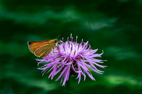 Malva Sylvestris Photos, Download The BEST Free Malva Sylvestris Stock ...