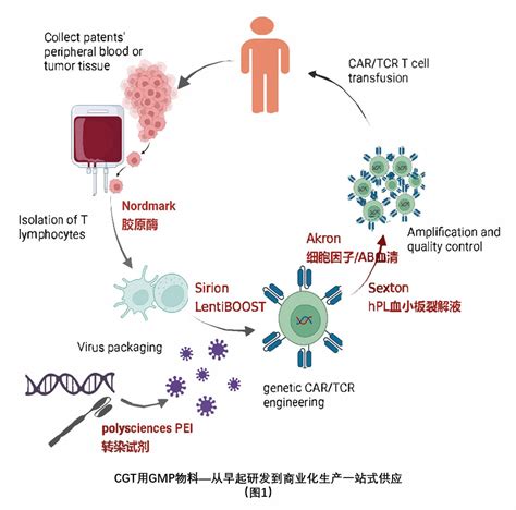 细胞免疫疗法深度聚焦论坛car Ttcr Ttil商业化实体瘤泉品