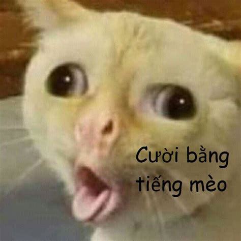 BST +1001 Meme Mèo Cười Đểu Hài Hước & Độc Đáo Nhất