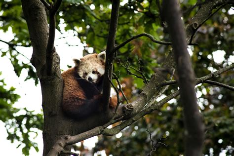 Red Panda Sleeping on Tree Branch · Free Stock Photo