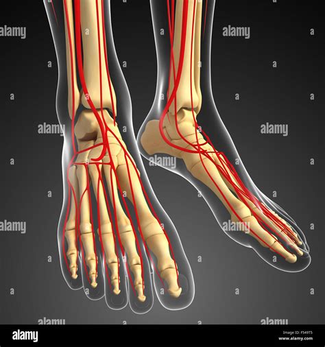 3d Rendered Illustration Of Human Feet Arterial System Stock Photo Alamy