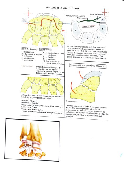 SOLUTION Fracture Du Scaphoide Studypool