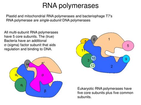 Ppt Transcription Information Transfer From Dna To Rna Powerpoint