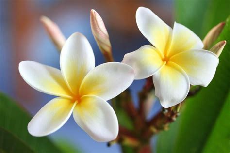 Frangipanis Hidden Messages A Deep Dive Into Plumeria Symbolism My Blog