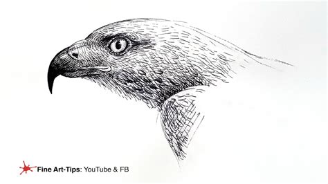 How To Draw A Hawk´s Head Drawing With Ink Youtube