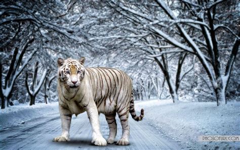 White Bengal Tiger Wallpapers - Wallpaper Cave