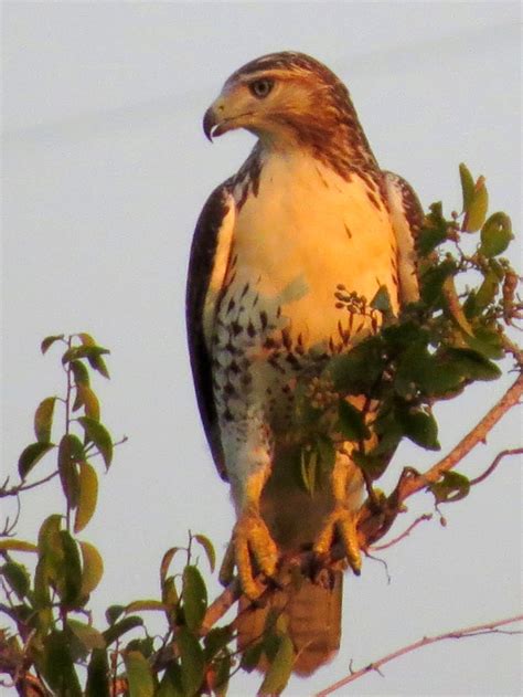 SE Texas Birding & Wildlife Watching: Red-tailed Hawks