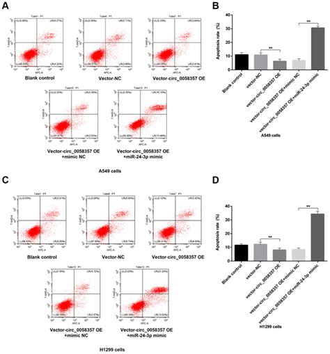 Regulation Of MiR 24 3p Mimic On The Exogenous Circ 0058357 Initiated