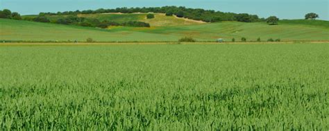 Jornada De Cultivos HerbÁceos Asaja Cádiz