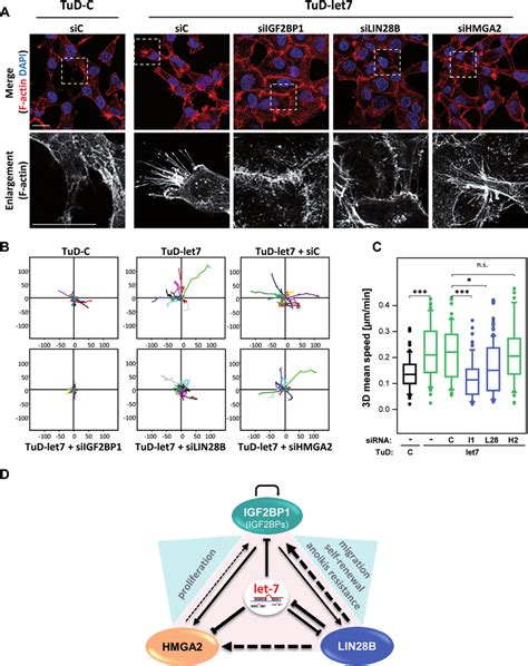 The LIN28B IGF2BP1 Axis Antagonizes Let 7 Directed Repression Of 3D