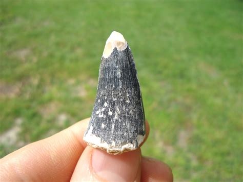 Large Bone Valley Crocodile Tooth | Recently Sold | FOSSILS ...