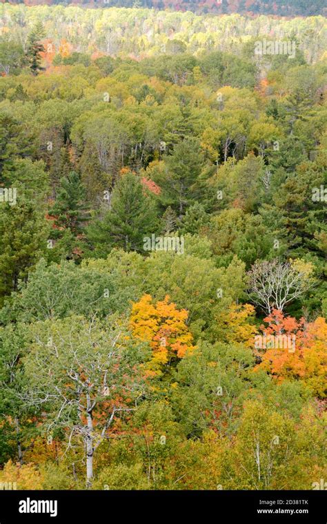 Colores de los árboles otoñales en un bosque mixto de coníferas y