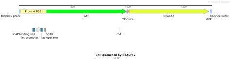 Team Wageningen UR Results Quorum Sensing 2017 Igem Org