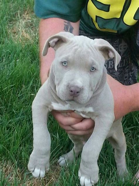 I Need This Dog ♡ Cute Puppies Pitbull Puppies Puppies