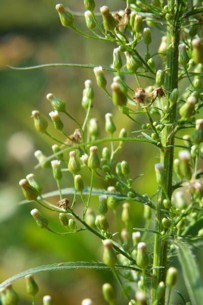 70+ Marestail Weed Stock Photos, Pictures & Royalty-Free Images - iStock