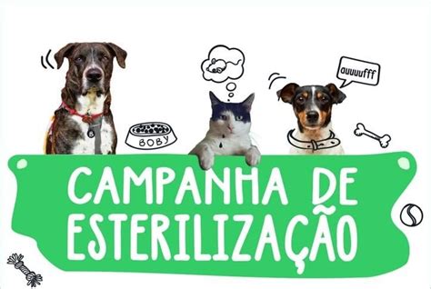 Campanha de esterilização de animais de companhia em Aljustrel Rádio