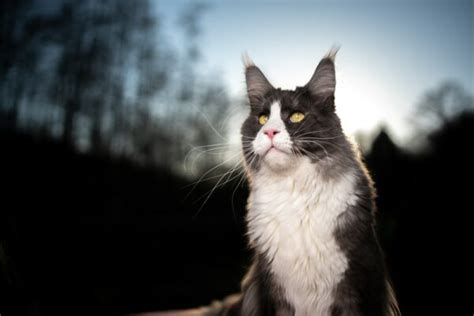 Tuxedo Maine Coon Info Pictures Facts History Catster