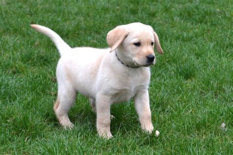 Labrador Biszkopt Bad genetyczne Got do odbioru Żelechlinek