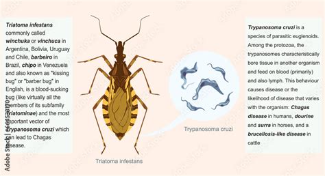 Triatoma infestans known as winchuka,vinchuca,barbeiro,chipo,kissing ...