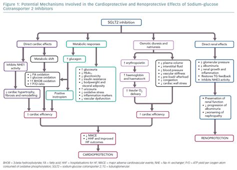 Potential Mechanisms Involved In The Cardioprotective And