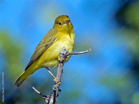 Yellow Warbler Stock Photo | Adobe Stock