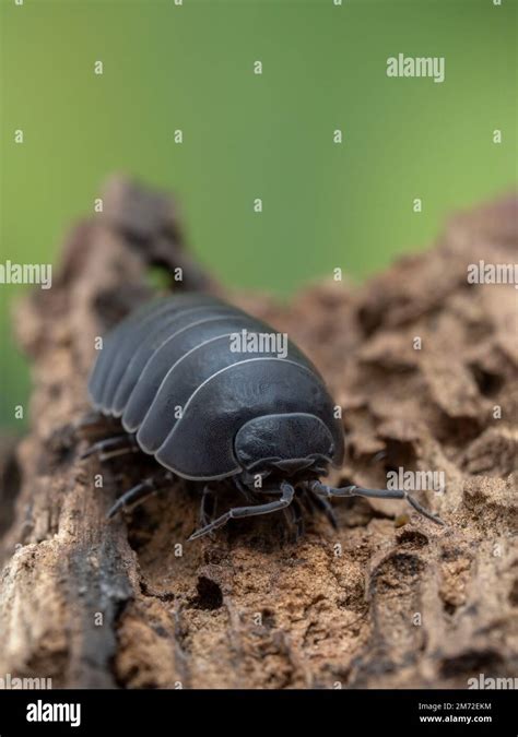 Vertical Image Of A Darkly Colored Common Pill Bug Armadillidium