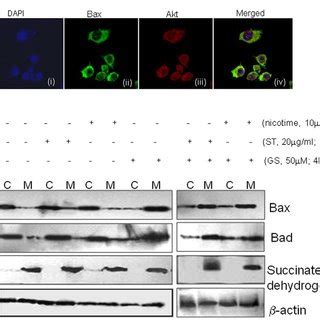 SCC4 cells 23106 were treated with A ST 20 µg ml or B