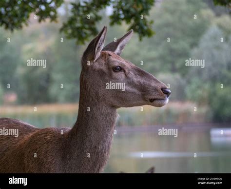 Close Up Red Deer Hind Hi Res Stock Photography And Images Alamy