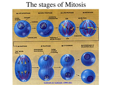 PPT - Chromosomes and Mitosis PowerPoint Presentation, free download ...