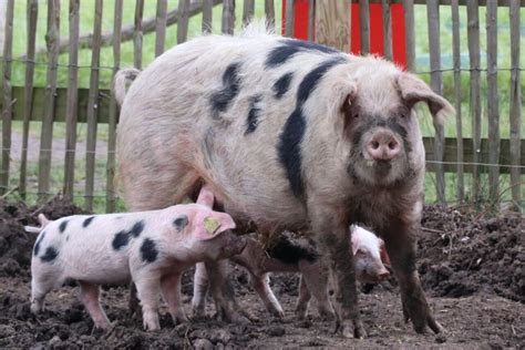 F Te Du Cochon Au Mans D Gustations Et Animations Autour Du Porc