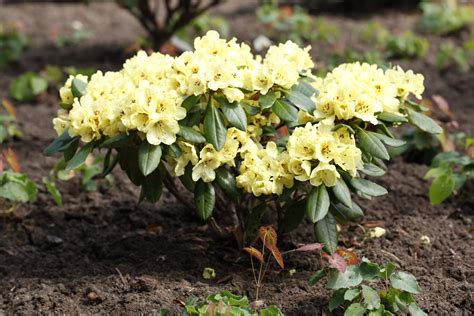 Rhododendron Yakushimanum Goldprinz Yaku Rhododendron Goldprinz