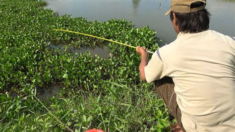 Fishing For Rotten Shrimp Bait Fishermen Do Not Miss Any Fish Fishing