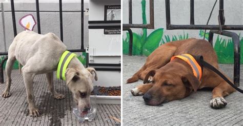 Rescatan a 29 perros abandonados tras peregrinación a Basílica de