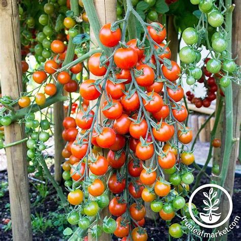 Non-GMO Supersweet 100 Hybrid Tomato Seeds | Hybrid Tomato Seed | True ...