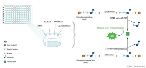 Technical Note: A Novel Glycosyltransferase Activity Assay: R&D Systems