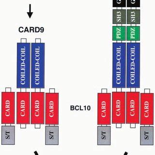 The Card Domain Of Card Interacts Selectively With The Card Of Bcl