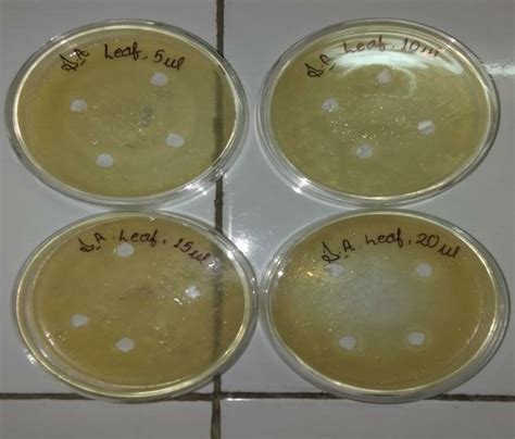 Before Incubation With Saureus Fig 8 After Incubation With Saureus Download Scientific