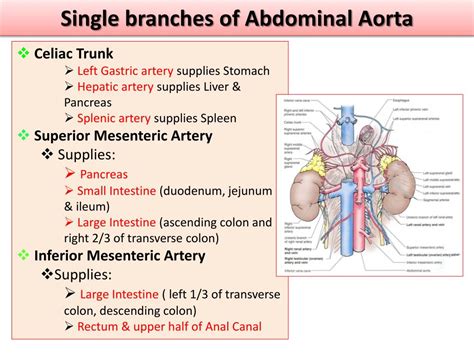 Abdominal Aorta And Its Branches