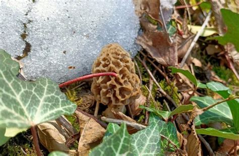 Can Morels Grow In The Snow Mushroomstalkers