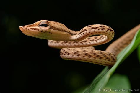 Oriental Vine Snake Ahaetulla Prasina Juvenile A Juveni Flickr