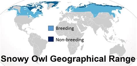 Snowy owl population rises in Canada and United States - Market ...