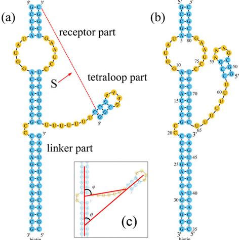 The Ion Distribution For The Lowest Energy Tetraloop Receptor Structure