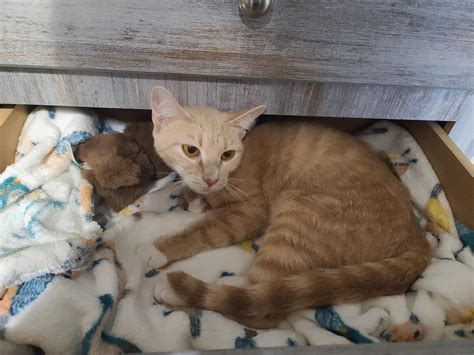 i surrendered my dresser to my cat : r/cats