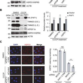 Paf C Affects Mitophagy In Mammalian Cells A B Hela Cells Expressing